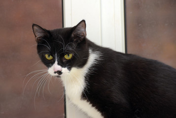 black and white shorthair cat