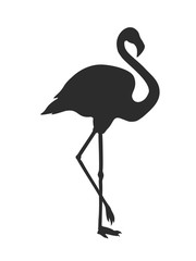 Obraz premium Silhouette of the flamingo isolated on white background.