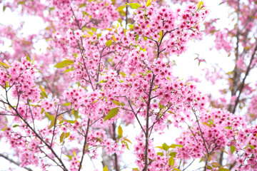 Beautiful cherry blossom or sakura in spring time over  sky