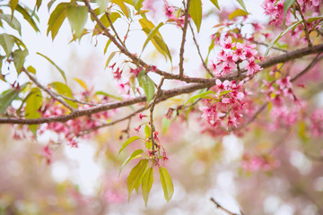 Beautiful cherry blossom or sakura in spring time over  sky