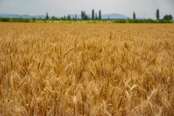 Yellow wheat field during summer