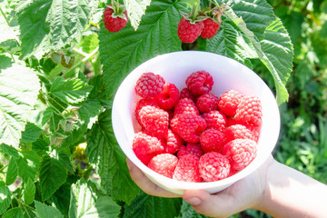 In the hands of a white bowl with delicious ripe juicy raspberries in the open air,