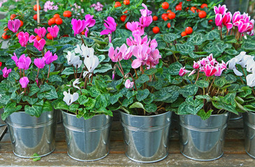 Mini Cyclamen en pot	