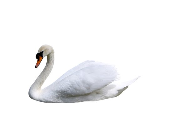 Beautiful swan isolated on white background