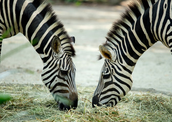 zebra