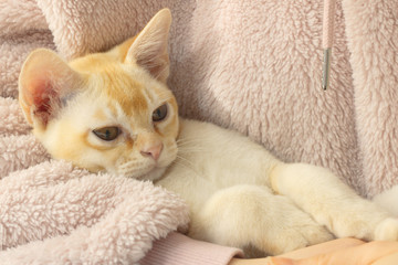 Fototapeta na wymiar Young pure-bred Burmese cat with beige fur color