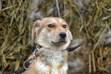 scuffed light brown dog half-breed on a background of hay