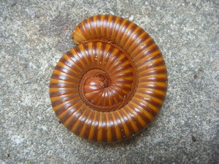 Millipedes that are rolling on the cement floor