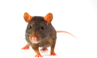 Rat gray isolated on white background