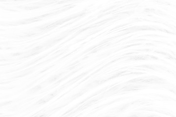 Background from natural fur. Animal Hair Background. Black and White Background.