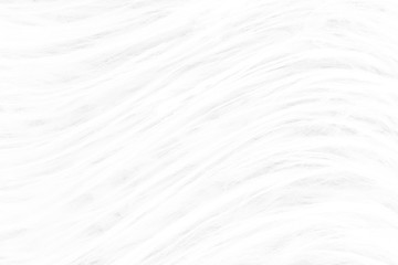 Background from natural fur. Animal Hair Background. Black and White Background.