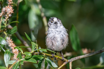 Long-tailed tit (Aegithalos caudatus) sits on a branch in its natural habitat