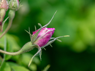 Alpine rose pink flower bud ,Latin name - Rosa pendulina