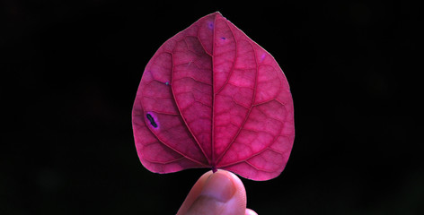 Color of pink leaf
