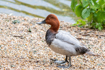 Male of diving duck Common pochard or Aythya ferina close-up portrait