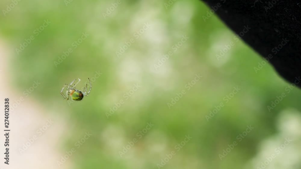 Poster close up shot of a very tiny green spider hanging on a small thread in slow motion.