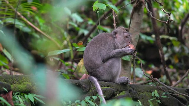 Monkey in Bali sitting down eating fruit