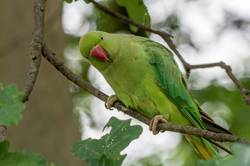 Closeup view of the green rose-ringed (Psittacula krameri) parakeet