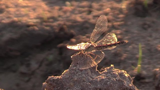A large dragonfly with transparent wings rest on a rock