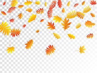 Oak, maple, wild ash rowan leaves vector, autumn foliage on transparent background.