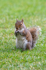 Eastern Gray Squirrel - Sciurus carolinensis in Scotland