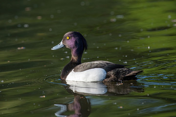 Close up photo of Tufted duck (Aythya fuligula) swimming in a pond