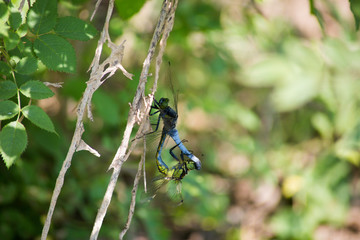 Blue tailed Dragonfly (Anisoptera) couple mating on a plant body in vertical position