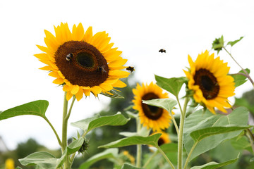 Sonnenblumen, Natur, Bienen