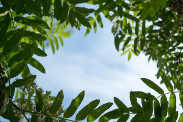 Abstract summer background with rowan tree leaves frame at sunny day and blue sky