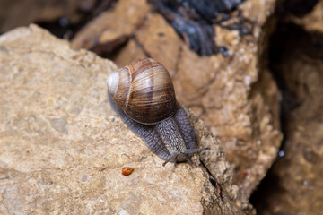 big brown vineyard snail helix pomatia