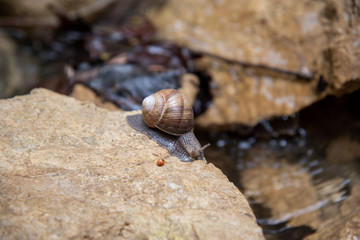 big brown vineyard snail helix pomatia