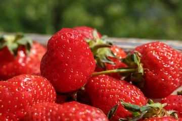 clsoe-up of red ripe and fresh strawberries just picked in the garden. the concept of organic fruits without adding GMO..
