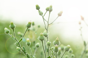 Green flower in nature background