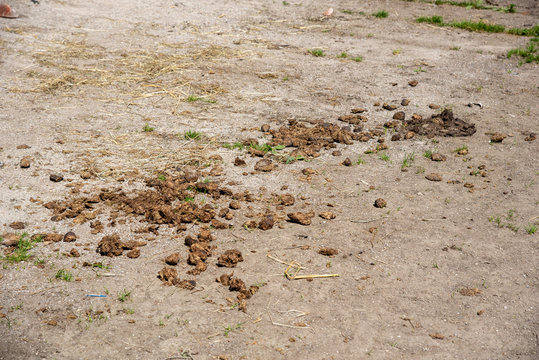 poo of a horse on the ground