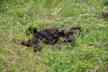 poo of a horse in the grass