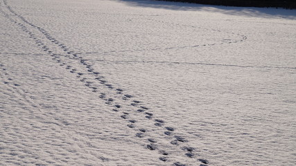雪　足跡