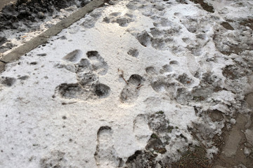 human footprints in the snow near the road. footprints of animals and people on a stitch surface, street pedestrian road. traces of a person on dirty snow near an asphalt road.