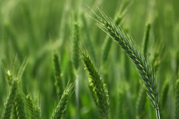 Field of triticale - a hybrid of rye and wheat