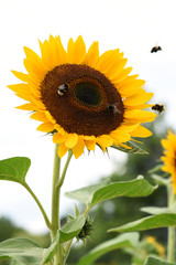 Sonnenblume, Bienen