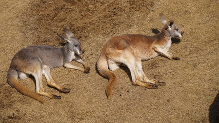 休憩しているカンガルー