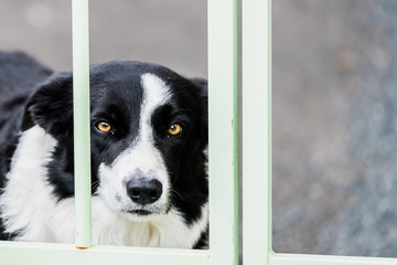 Portrait d'un chien border collie noir et blanc derrière un portail