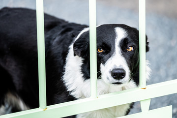 Portrait d'un chien border collie noir et blanc derrière un portail