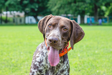 Dog breed  german shorthaired pointer with a lovely gaze , Portrait of a dog close-up_