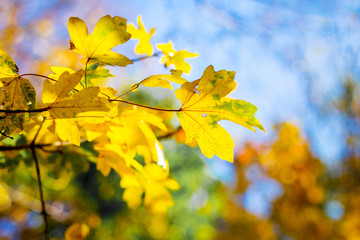 Branch with yellow maple leaves against the background of the forest in sunny weather_