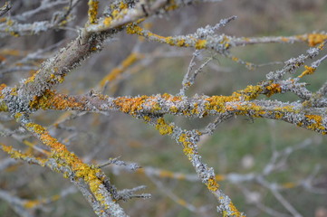 Ast im Winter