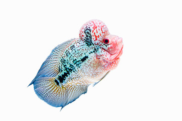 Flowerhorn cichlid fish isolated red pearl big hump head hobbyist on white background