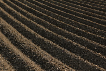 Parallel rows of a freshly tilled field during springtime