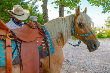 horse and cowboy