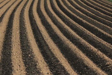 Freshly tilled field with parallel plow furrows