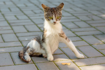 A white spotted cat sits on a sidewalk tile_